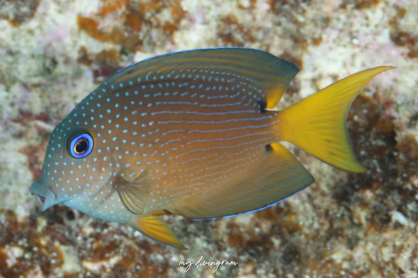 コクテンサザナミハギ