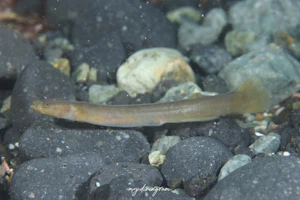 ヤリミミズハゼ