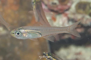 クロスジスカシテンジクダイ