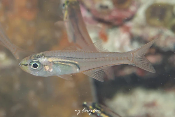 クロスジスカシテンジクダイ