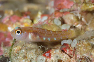 カシワベニハゼ