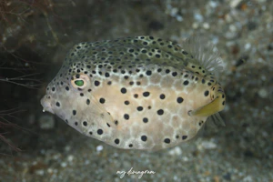 テングハコフグ