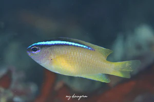 アオスジスズメダイ