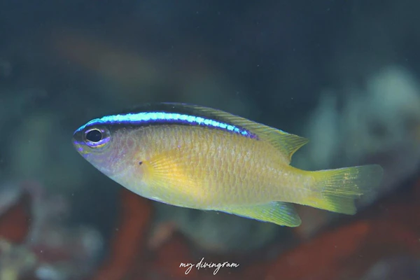 アオスジスズメダイ