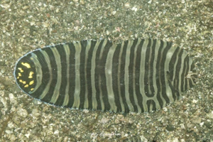 シマウシノシタ