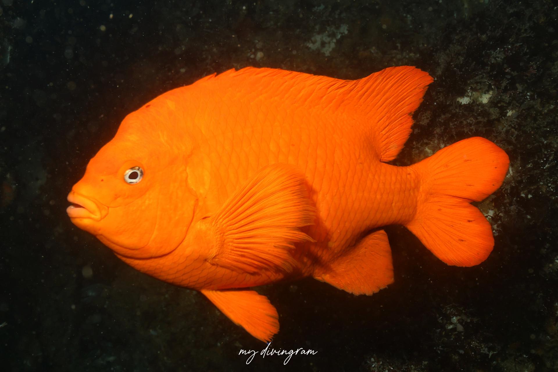 ガリバルディ