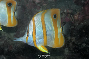 ハシナガチョウチョウウオ