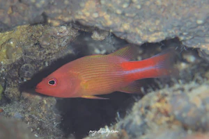 メニーラインドバスレット