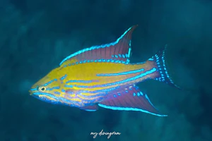 アンギュラーフラッシャーラス