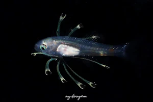 クダリボウズギス属未同定種