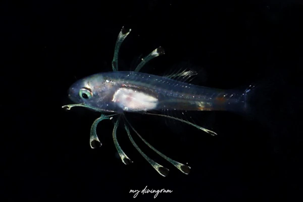 クダリボウズギス属未同定種