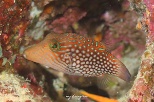 シボリキンチャクフグ