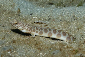 モンガラドオシ