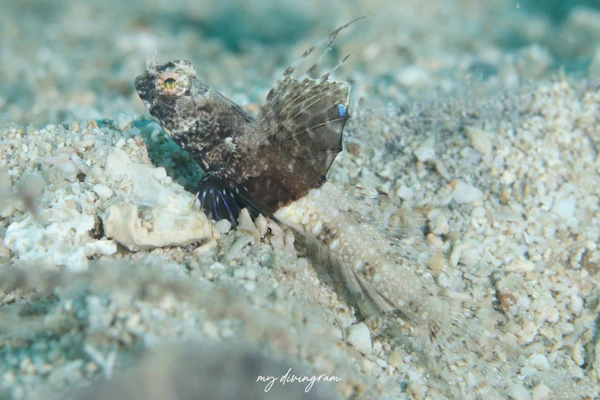 レイドシュリンプゴビー