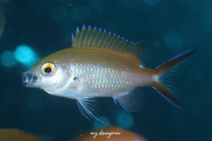 マツバスズメダイ