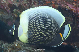 ハクテンカタギ