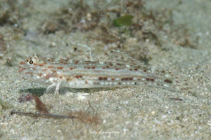 ホシカザリハゼ