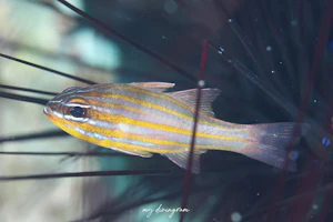 アカホシキンセンイシモチ