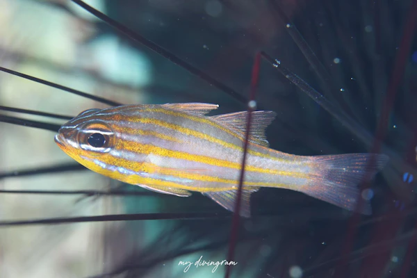 アカホシキンセンイシモチ