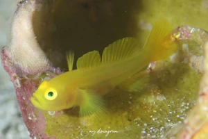 ミジンベニハゼ