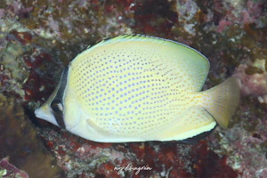 ゴマチョウチョウウオ