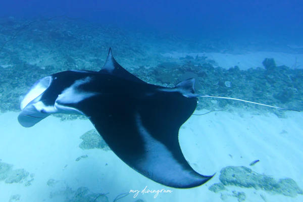 ナンヨウマンタ