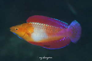 ルソンイトヒキベラ