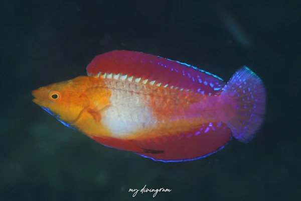 ルソンイトヒキベラ