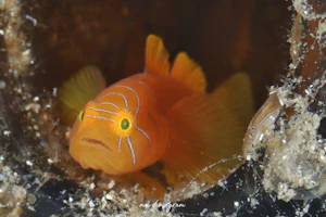 イレズミミジンベニハゼ