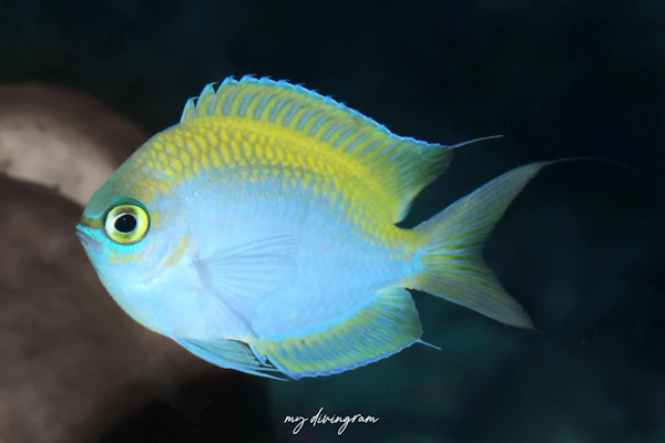 ショートスナウトクロミス