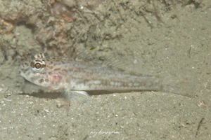 フタヒレホオカギハゼ