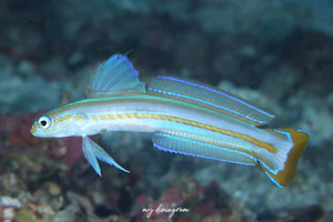 スジクロユリハゼ