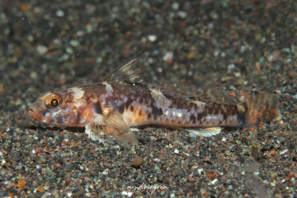 ヨリメハゼ属の1種-4