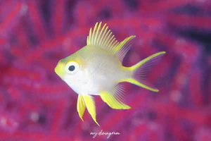 ヤマブキスズメダイ