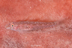 タレクチウミタケハゼ