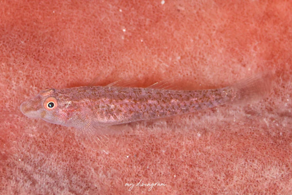 タレクチウミタケハゼ