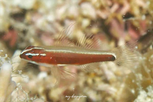 ソメワケイソハゼ