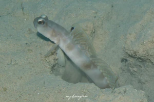 イトヒキハゼ属の1種-1