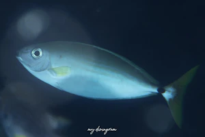 キビレボウズハギ