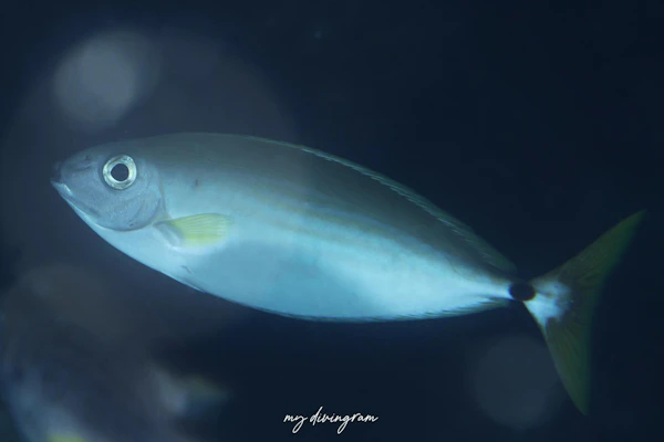 キビレボウズハギ