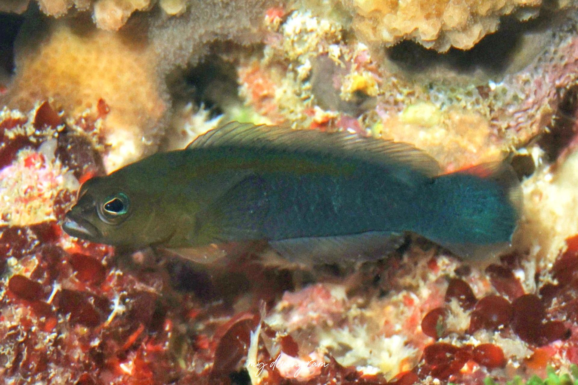 リュウキュウニセスズメ