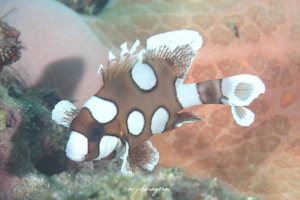 チョウチョウコショウダイ