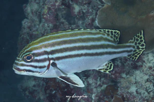 ヒレグロコショウダイ