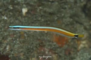 ニシキオオメワラスボ