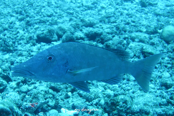 キツネフエフキ