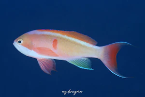 カシワハナダイ