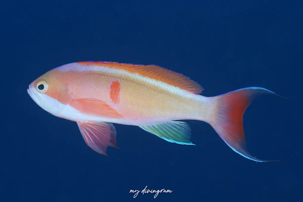 カシワハナダイ