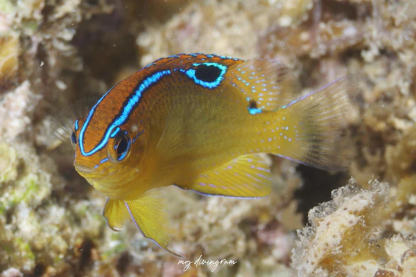 イチモンスズメダイ