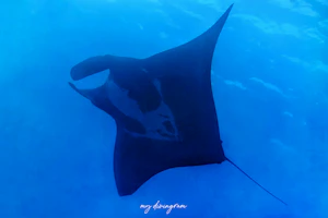 オニイトマキエイ