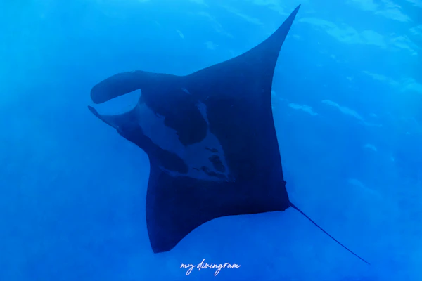 オニイトマキエイ